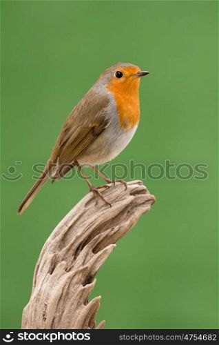 Beautiful small bird with a orange feathers on a green background