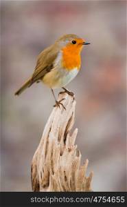 Beautiful small bird with a orange feathers on a nice background