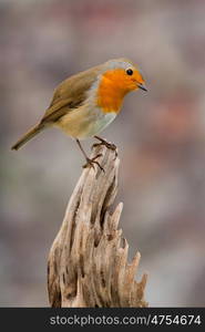 Beautiful small bird with a orange feathers on a nice background