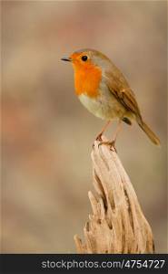 Beautiful small bird with a orange feathers on a nice background
