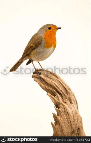Beautiful small bird with a orange feathers on a white background