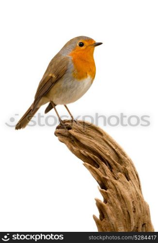 Beautiful small bird with a orange feathers on a white background