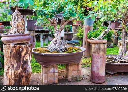 Beautiful small bonsai trees with green leaves in old pots in oriental garden.