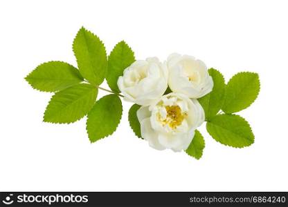 Beautiful small bouquet of white flowers and green leaves of a wild rose, isolated on a white background