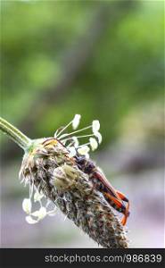 Beautiful small bug and spider sitting on the flower head. Vertical view