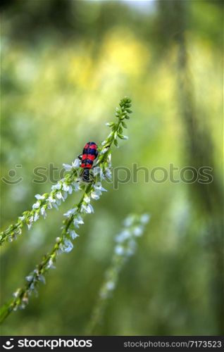 Beautiful small bug sitting on the delicate flower.Blurred background. Vertical view