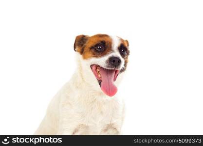 Beautiful small dog isolated on a white background