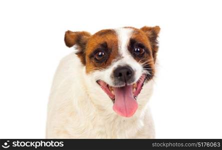Beautiful small dog isolated on a white background