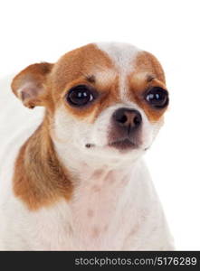 Beautiful small dog isolated on a white background