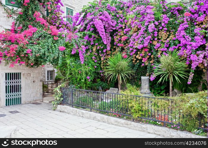 Beautiful small garden with purple and red flowers that blossomed in the Old Town of Split, Croatia, Dalmatia region.