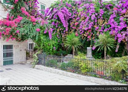 Beautiful small garden with purple and red flowers that blossomed in the Old Town of Split, Croatia, Dalmatia region.