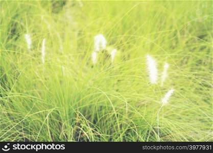 Beautiful small grass flowers in natural grassland.