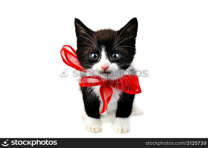 beautiful small kitten isolated on white