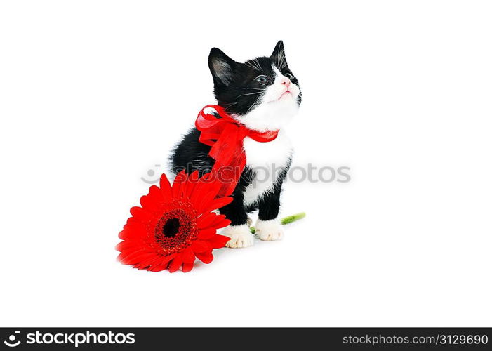 beautiful small kitten isolated on white