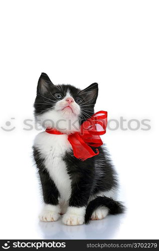 beautiful small kitten isolated on white