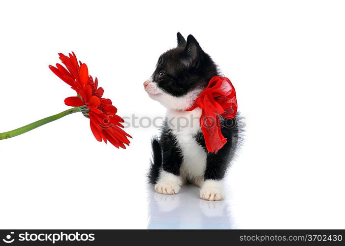 beautiful small kitten isolated on white