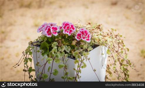 Beautiful small pink white purple flowers in pot. Potted plants flora concept.. Pink white purple flowers in pot
