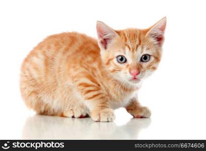 Beautiful small red cat . Beautiful small red cat isolated on a white background
