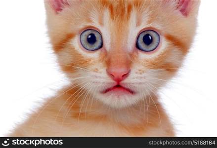 Beautiful small red cat looking at camera isolated on a white background