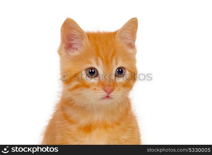 Beautiful small red cat looking at camera isolated on a white background