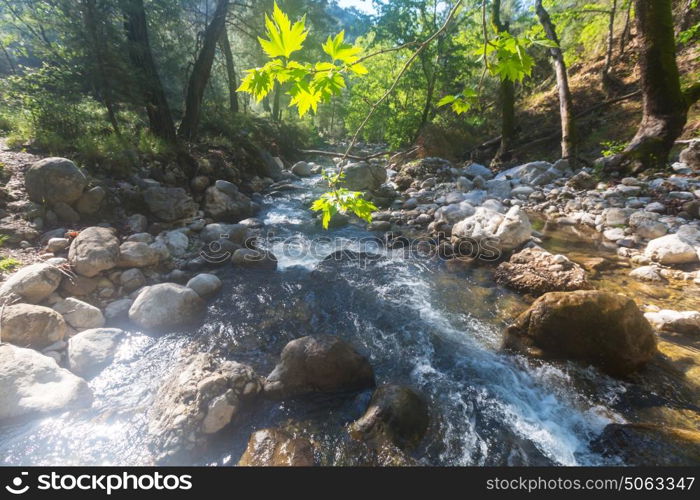 Beautiful small river in forest