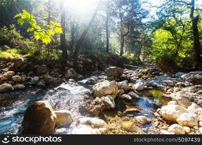 Beautiful small river in forest