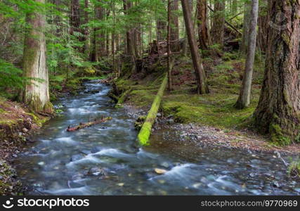 Beautiful small river in green forest