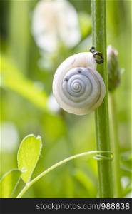 Beautiful small snail sitting on green stem in the garden. Snail shell in green grass