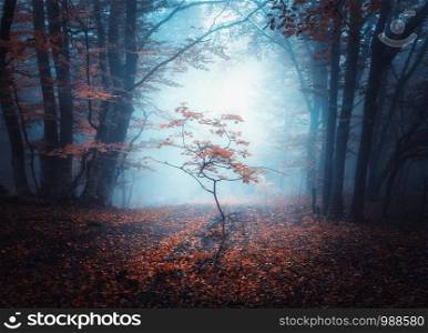 Beautiful small tree in blue fog in autumn. Colorful landscape with mystical forest. Enchanted trees with red leaves in mist. Scenery with dark dreamy foggy forest. Fall colors in october. Nature