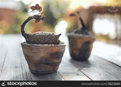 Beautiful small tree in clay pots on blurred background, space for text. Home decor. Beautiful small tree in clay pots