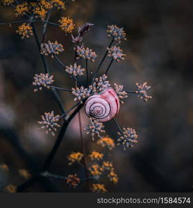 beautiful snail on the plant in the nature in autumn season