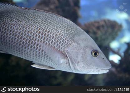 Beautiful Snapper saltwater fish with gray scales swimming