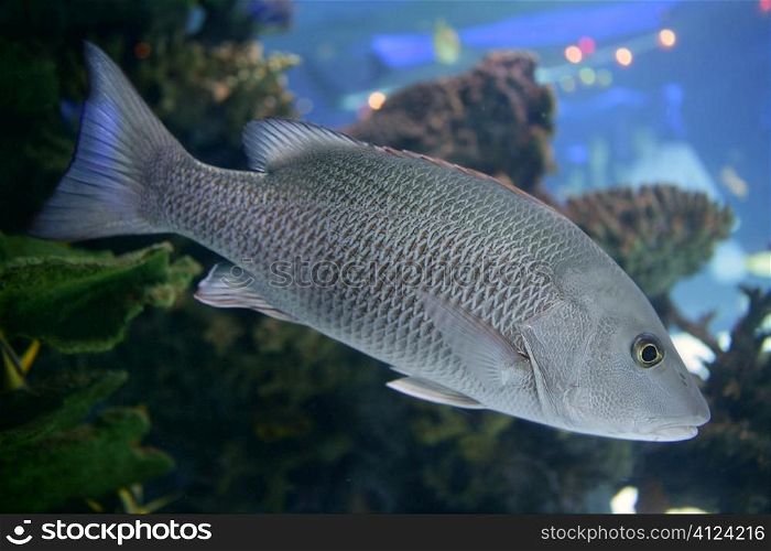 Beautiful Snapper saltwater fish with gray scales swimming