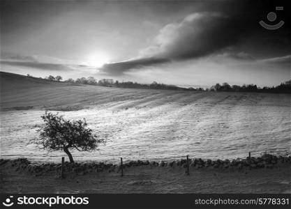 Beautiful snow covered sunrise Winter countryside landscape in black and white