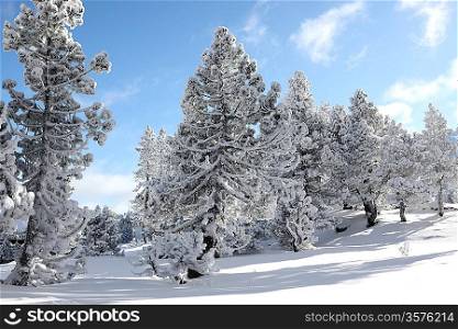 Beautiful snow covered trees