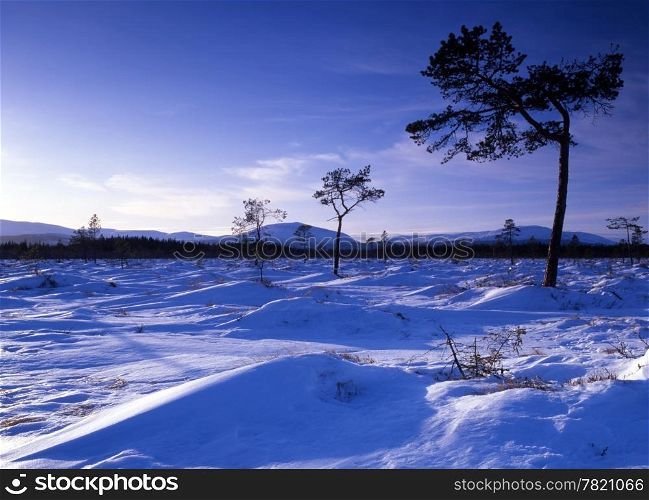 Beautiful snow scene with sunshine in forest