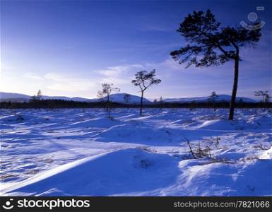 Beautiful snow scene with sunshine in forest