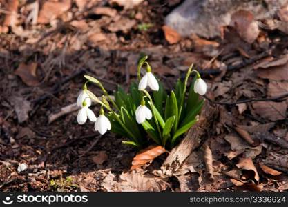 Beautiful snowdrop flowers in the Crimean Mountains