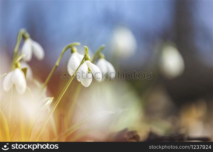 Beautiful snowdrops in spring forest. Tender spring flowers snowdrops harbingers of warming symbolize the arrival of spring. Scenic view of the spring forest with blooming flowers.