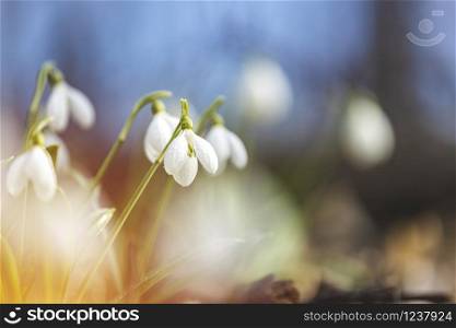 Beautiful snowdrops in spring forest. Tender spring flowers snowdrops harbingers of warming symbolize the arrival of spring. Scenic view of the spring forest with blooming flowers.