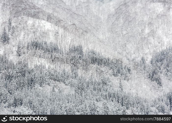 Beautiful Snowfall winter landscape with snow covered trees