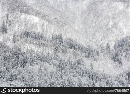 Beautiful Snowfall winter landscape with snow covered trees