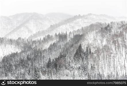 Beautiful Snowfall winter landscape with snow covered trees