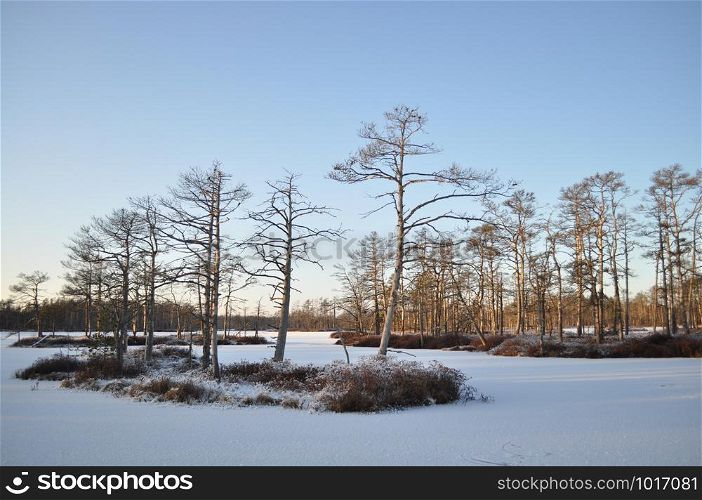 Beautiful snowy and frozen bog lake with small tree-covered islands lit by the cold winter sun and making long shadows on the snow, in Cena Moorland, Latvia