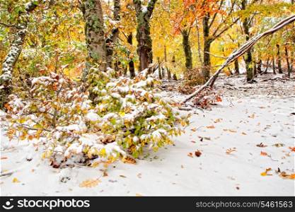 Beautiful snowy forest with yellow leaves trees