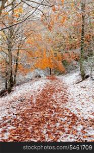 Beautiful snowy forest with yellow leaves trees