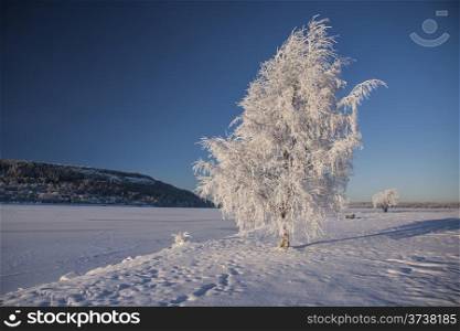Beautiful snowy tree and blue sky