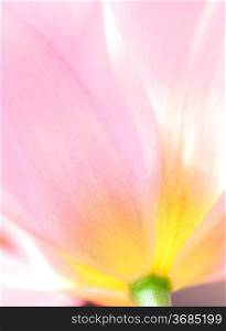 Beautiful soft pastel image of fresh Spring tulip flower