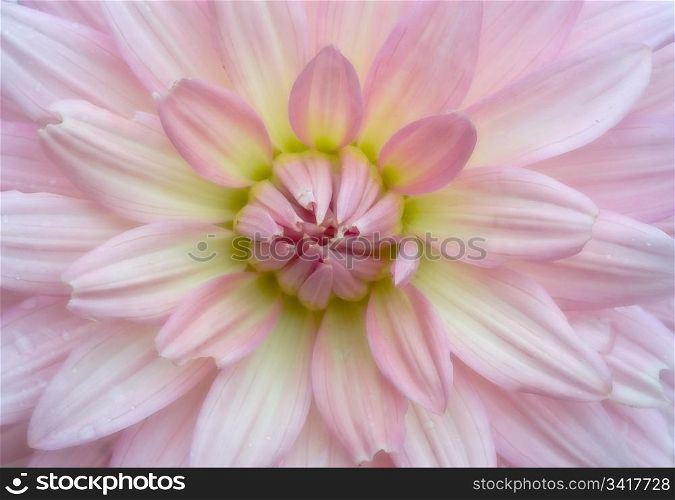 beautiful soft pink and diffused crysanthemum flower. soft crysanthemum