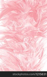 Beautiful soft pink feather pattern texture background